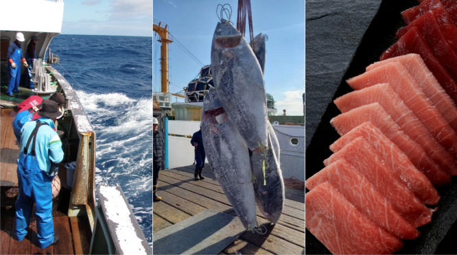 Fishing, tuna sourcing, and premium cuts